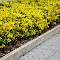 Fast Growing Trees See All Shrubs & Hedges Golden Euonymus Shrub