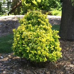 Fast Growing Trees See All Shrubs & Hedges Golden Euonymus Shrub