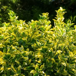 Fast Growing Trees See All Shrubs & Hedges Golden Euonymus Shrub