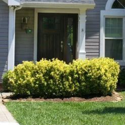 Fast Growing Trees See All Shrubs & Hedges Golden Euonymus Shrub