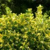 Fast Growing Trees See All Shrubs & Hedges Golden Euonymus Shrub 1 Fast Growing Trees See All Shrubs & Hedges Golden Euonymus Shrub