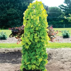 Fast Growing Trees Golden Falls® Redbud Tree