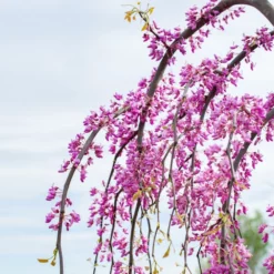 Fast Growing Trees Golden Falls® Redbud Tree