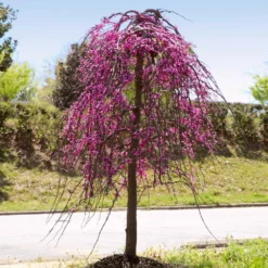 Fast Growing Trees Golden Falls® Redbud Tree