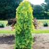 Fast Growing Trees Golden Falls® Redbud Tree
