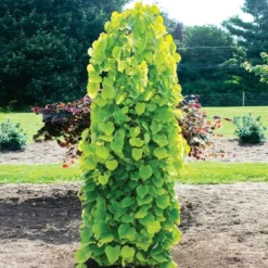 Fast Growing Trees Golden Falls® Redbud Tree