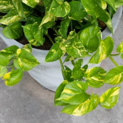 Fast Growing Trees Air Purifying House Plants Golden Pothos