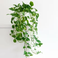 Fast Growing Trees Air Purifying House Plants Golden Pothos