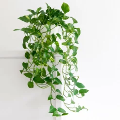 Fast Growing Trees Air Purifying House Plants Golden Pothos