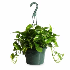 Fast Growing Trees Air Purifying House Plants Golden Pothos