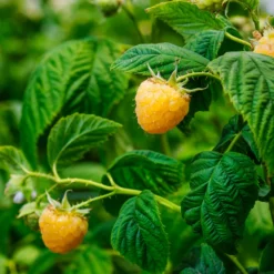 Fast Growing Trees Golden Raspberry Raspberry Bushes