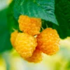 Fast Growing Trees Golden Raspberry Raspberry Bushes