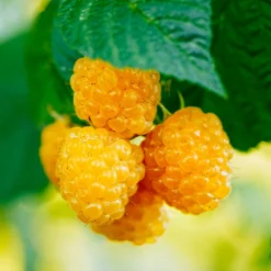 Fast Growing Trees Golden Raspberry Raspberry Bushes