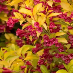 Fast Growing Trees Golden Jackpot® Weigela Shrub