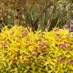 Fast Growing Trees Golden Jackpot® Weigela Shrub