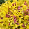 Fast Growing Trees Golden Jackpot® Weigela Shrub