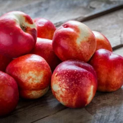 Fast Growing Trees Goldmine Nectarine Tree See All Fruit Trees