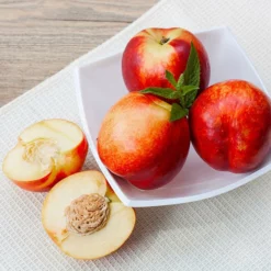 Fast Growing Trees Goldmine Nectarine Tree See All Fruit Trees