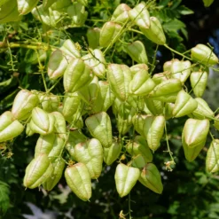 Fast Growing Trees Golden Raintree Yellow Flowers