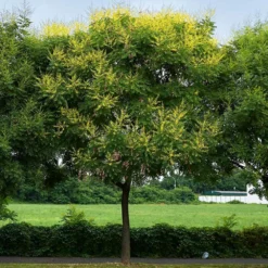 Fast Growing Trees Golden Raintree Yellow Flowers
