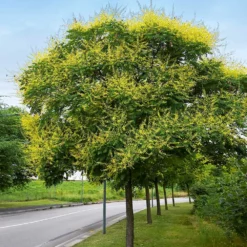 Fast Growing Trees Golden Raintree Yellow Flowers
