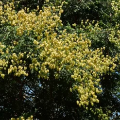 Fast Growing Trees Golden Raintree Yellow Flowers