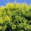 Fast Growing Trees Golden Raintree Yellow Flowers 1 Fast Growing Trees Golden Raintree Yellow Flowers