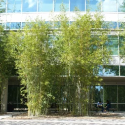 Fast Growing Trees Graceful Bamboo