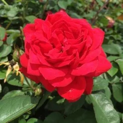 Fast Growing Trees Grand Champion™ Rose Roses