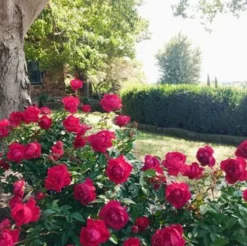 Fast Growing Trees Grand Champion™ Rose Roses