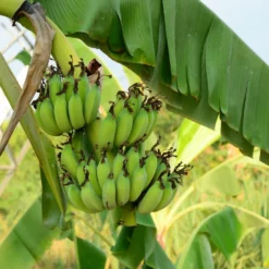 Fast Growing Trees Grand Nain 'Naine' Banana Tree Banana Trees