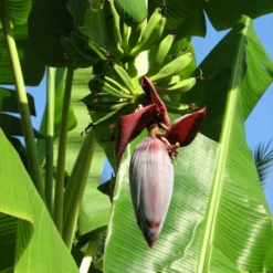 Fast Growing Trees Grand Nain 'Naine' Banana Tree Banana Trees