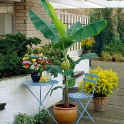 Fast Growing Trees Grand Nain 'Naine' Banana Tree Banana Trees