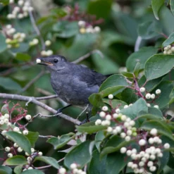 Fast Growing Trees Grey Twig Dogwood Shrub See All Shrubs & Hedges