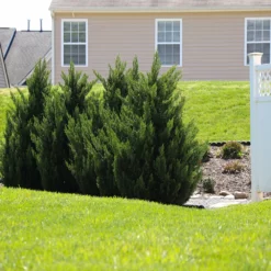 Fast Growing Trees Green Rocket Leyland Cypress