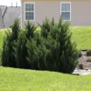 Fast Growing Trees Green Rocket Leyland Cypress