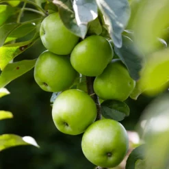 Fast Growing Trees Apple Trees Tangy Green Columnar Apple Tree