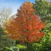 Fast Growing Trees Green Gable™ Tupelo (Black Gum Tree)