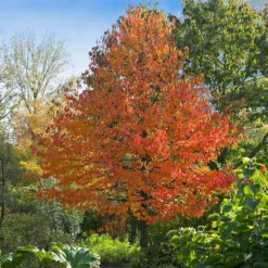 Fast Growing Trees Green Gable™ Tupelo (Black Gum Tree)