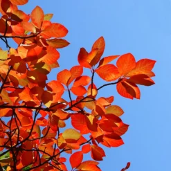 Fast Growing Trees Green Gable™ Tupelo (Black Gum Tree)