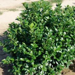 Fast Growing Trees Laurel Shrubs Green Goblet Cherry Laurel 9 Fast Growing Trees Laurel Shrubs Green Goblet Cherry Laurel