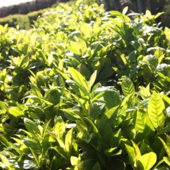 Fast Growing Trees Laurel Shrubs Green Goblet Cherry Laurel