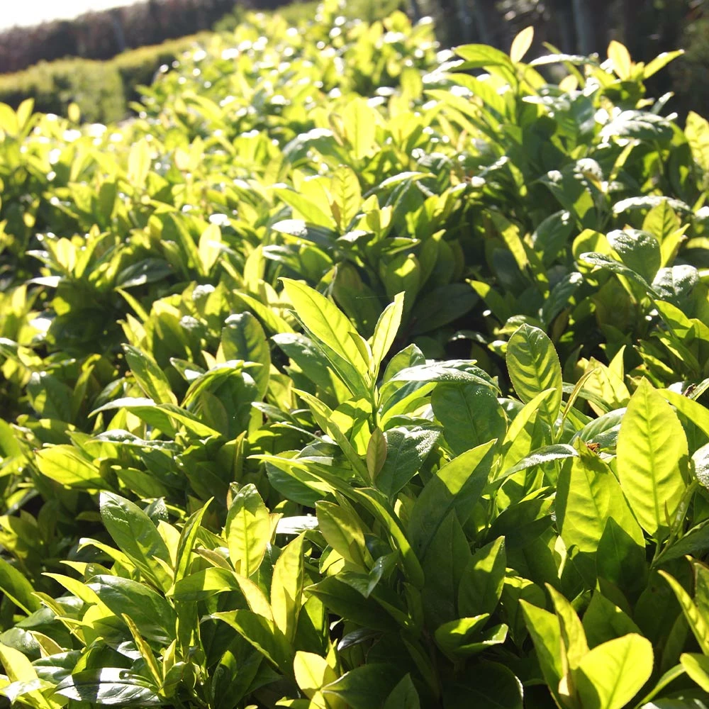 Fast Growing Trees Laurel Shrubs Green Goblet Cherry Laurel 4 Fast Growing Trees Laurel Shrubs Green Goblet Cherry Laurel