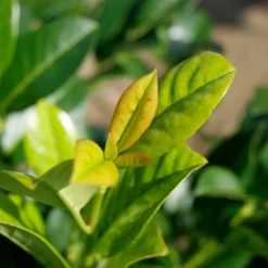 Fast Growing Trees Laurel Shrubs Green Goblet Cherry Laurel 8 Fast Growing Trees Laurel Shrubs Green Goblet Cherry Laurel