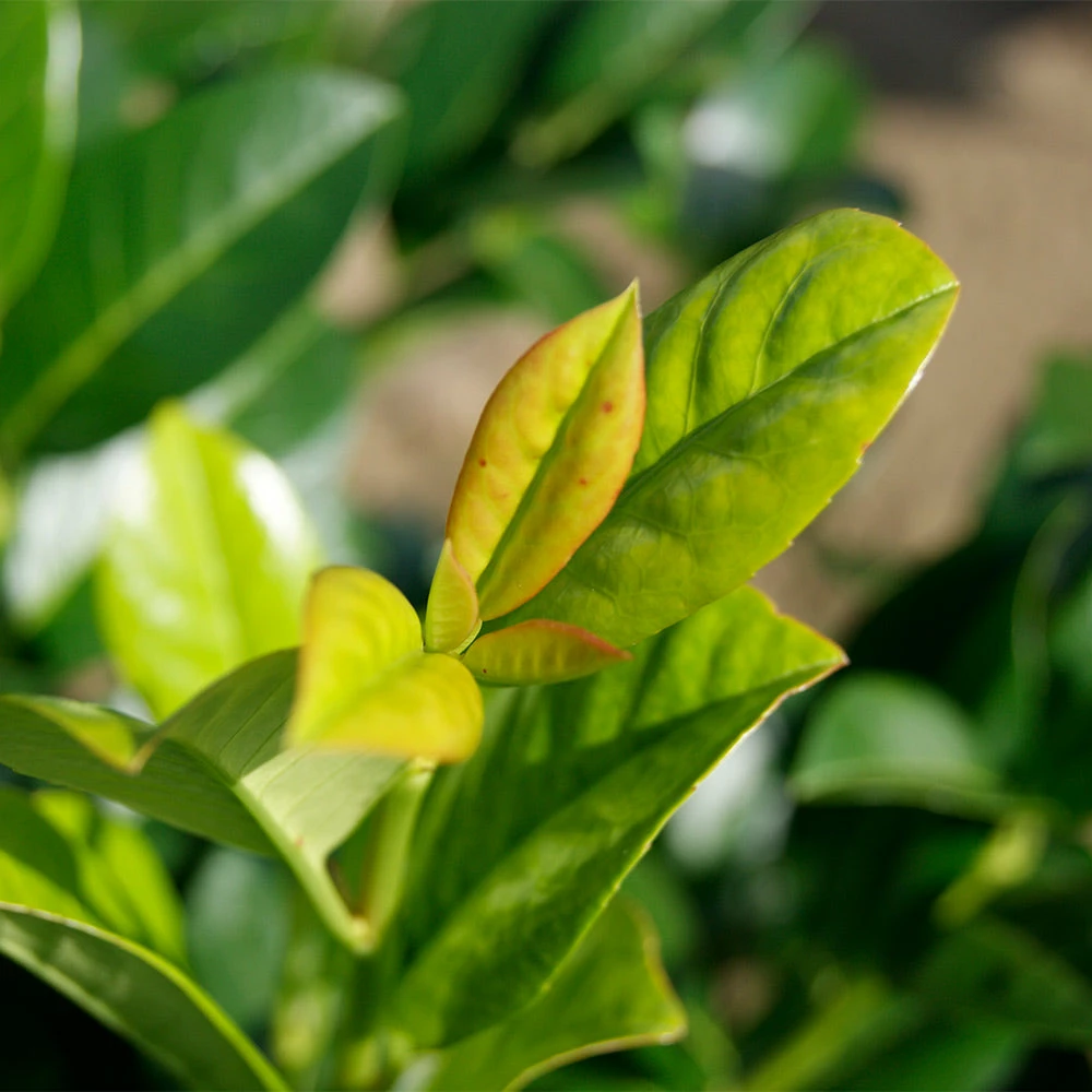 Fast Growing Trees Laurel Shrubs Green Goblet Cherry Laurel 5 Fast Growing Trees Laurel Shrubs Green Goblet Cherry Laurel