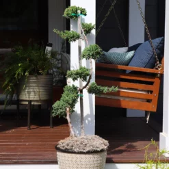 Fast Growing Trees Green Mound Juniper Topiary Juniper Trees