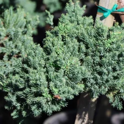 Fast Growing Trees Green Mound Juniper Topiary Juniper Trees
