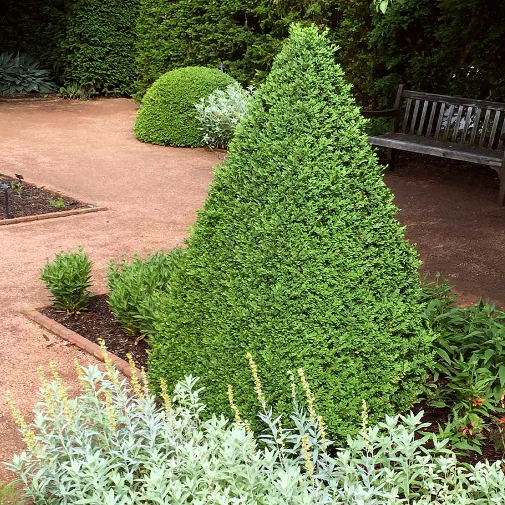 Fast Growing Trees Boxwood Shrubs Green Mountain Boxwood Shrub 4 Fast Growing Trees Boxwood Shrubs Green Mountain Boxwood Shrub