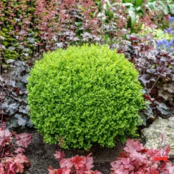 Fast Growing Trees Green Velvet Boxwood Shrub