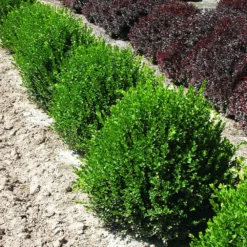 Fast Growing Trees Green Velvet Boxwood Shrub